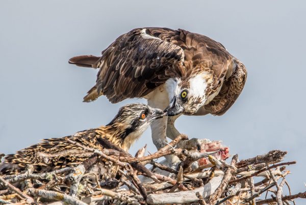 Mama osprey feeding her baby osprey chick on one of our ecotours