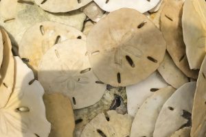 a load of sand dollars from marco island beaches