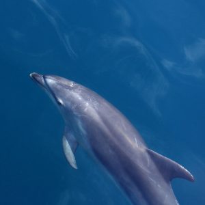 Wild Dolphin boat tour dolphins swimming in Marco's clean Gulf waters