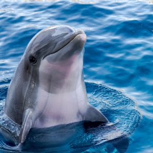 Dolphins are incredibly intelligent.