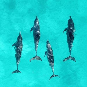 Dolphins swimming near Marco Island