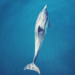 atlantic bottlenose dolphin near Marco Island, Florida