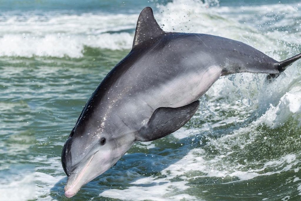 dolphin jumping out of the water near Marco Island