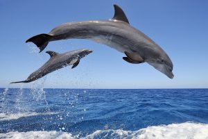 Dolphin Boat Tours in Marco Island FL