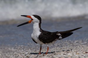 Black skimmer on a Marco Island beach