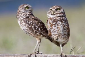 Burrowing owls near Marco Island FL