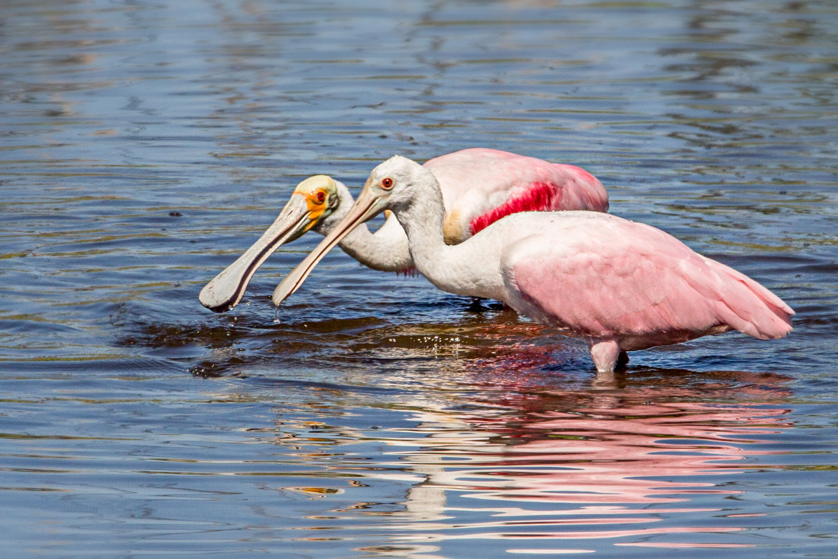 roseate spoonbills near Marco Island FL on our bird tour