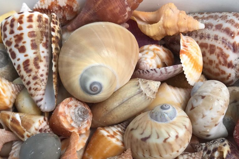 amazing shelling near Marco Island Florida