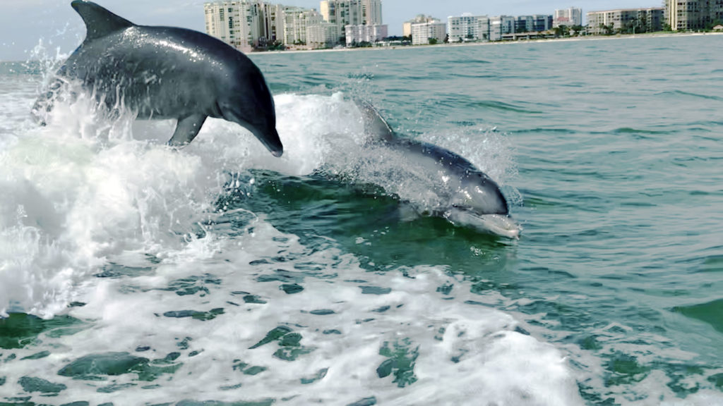 Marco Island Florida dolphins playing in the wake