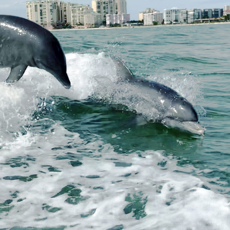 Marco Island Florida dolphins playing in the wake