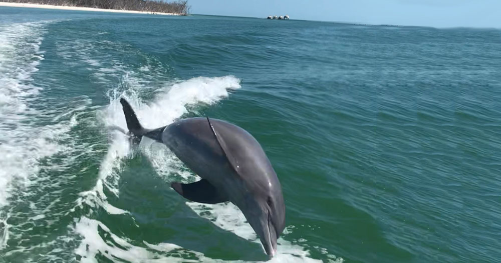 dolphin boat tour jacksonville fl