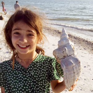 Find big shells on Marco Island shelling boat tours