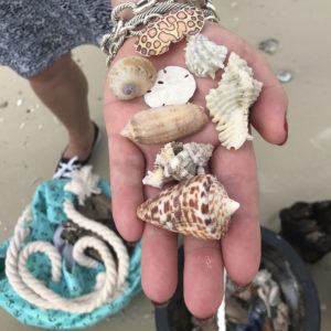 Marco Island's best shelling boat tours