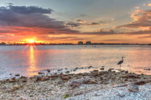 Sunrise Shelling Tour on Marco Island