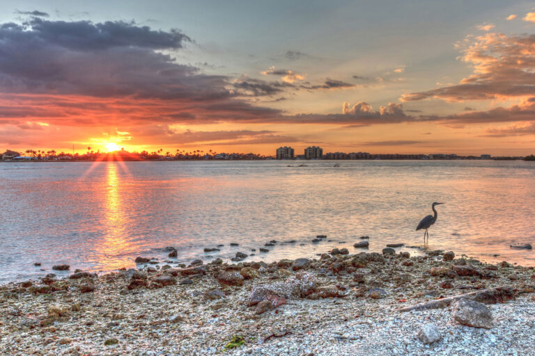 Sunrise Shelling Tour on Marco Island