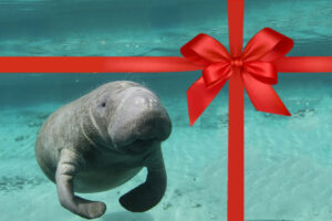 Gift card for a Manatee boat tour on Marco Island FL