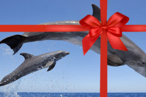 Wild dolphin boat tour gift card