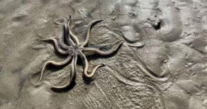 Live starfish on the sandbars near Dickman's Point