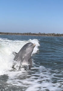 Playful dolphins interacting with the dolphin tour boat