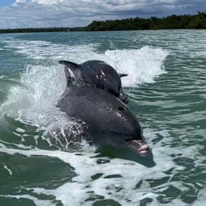 5 star dolphin boat tour review on Marco Island FL