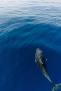 Following the fins on a dolphin tour