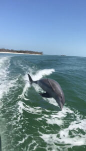 dolphin playing during marco island dolphin tour