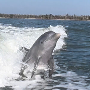 Dolphin jumping out of the water