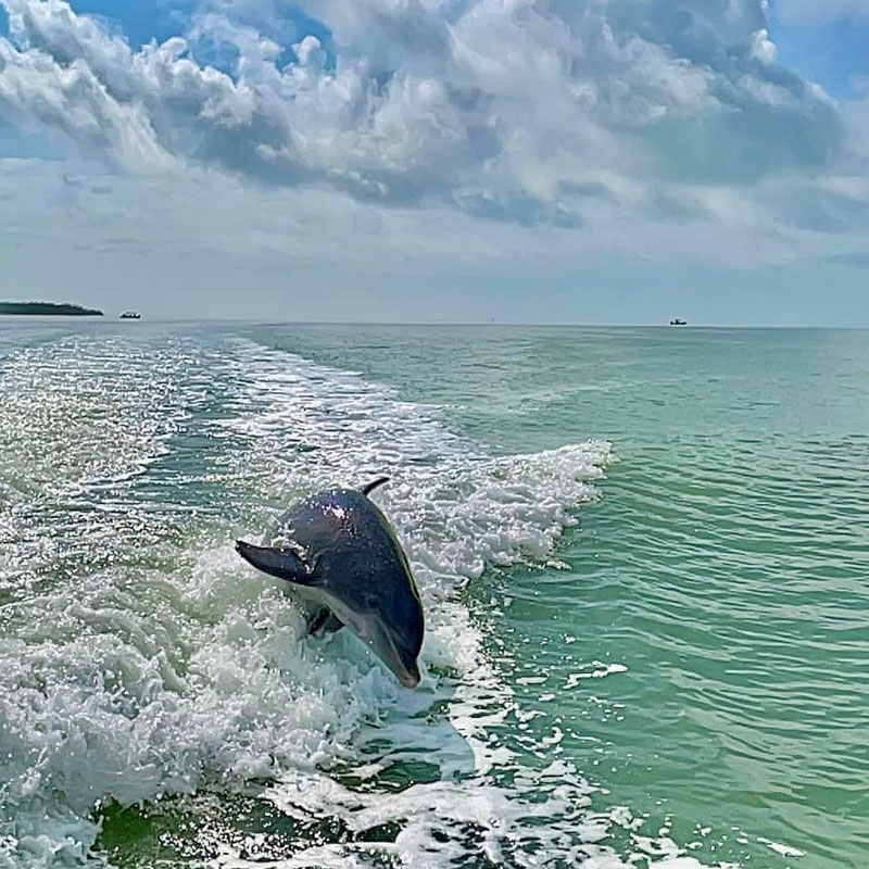 Dolphin Boat Tour On Marco - Marco Island's Best Dolphin Boat Tour