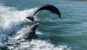 Playful dolphins jumping on Florida Island Tours Wild Dolphin Boat Tour in Marco Island