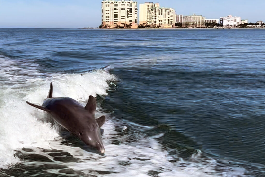 dolphin tour on Marco Island FL