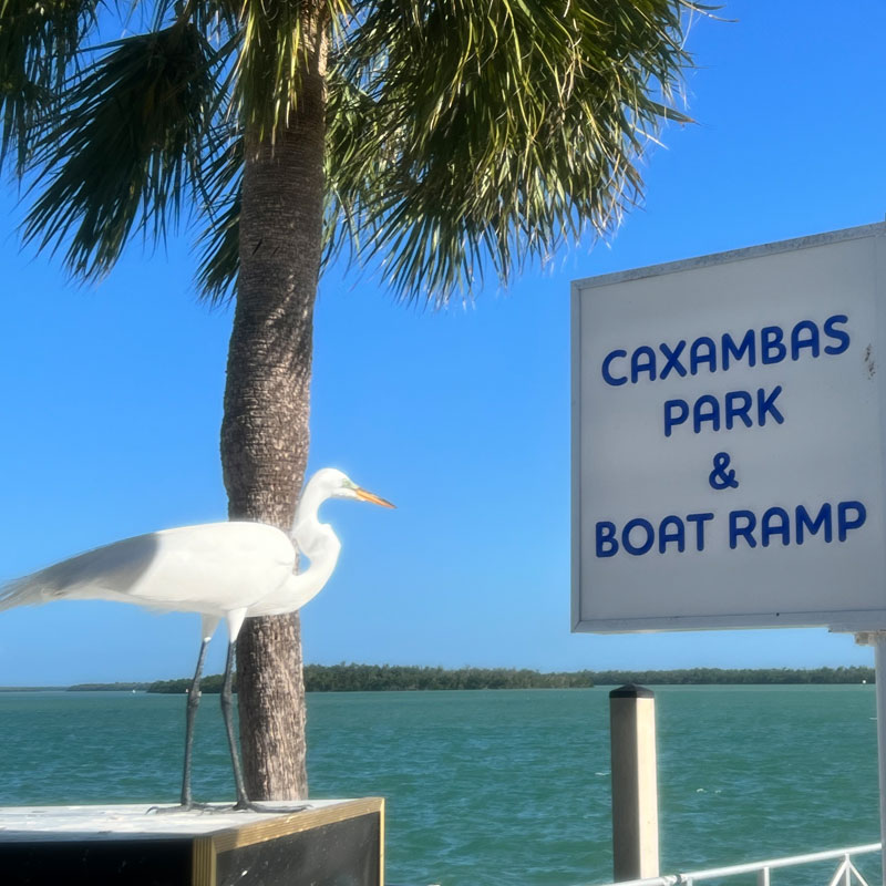 Edgar the great egret at the Caxambas boat park