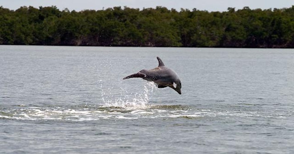 Everglades National Park Birding and Dolphin Boat Tour - Aquaterra Excursions