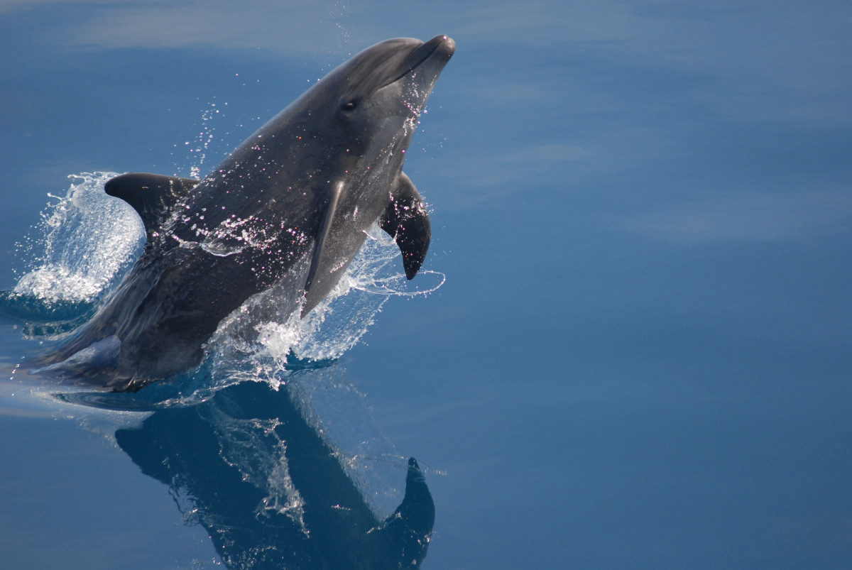 Bobber the dolphin jumping and 'bobbing' his head