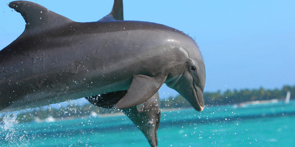 dolphin teamwork