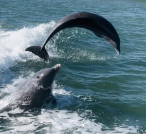 the highest rated dolphin boat tour on Marco Island