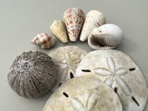 Find lots of sand dollars and shells