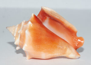 Florida Fighting Conch Shell