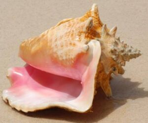 Queen conch shell