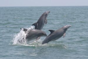 Dolphin and shelling boat tour on Marco Island