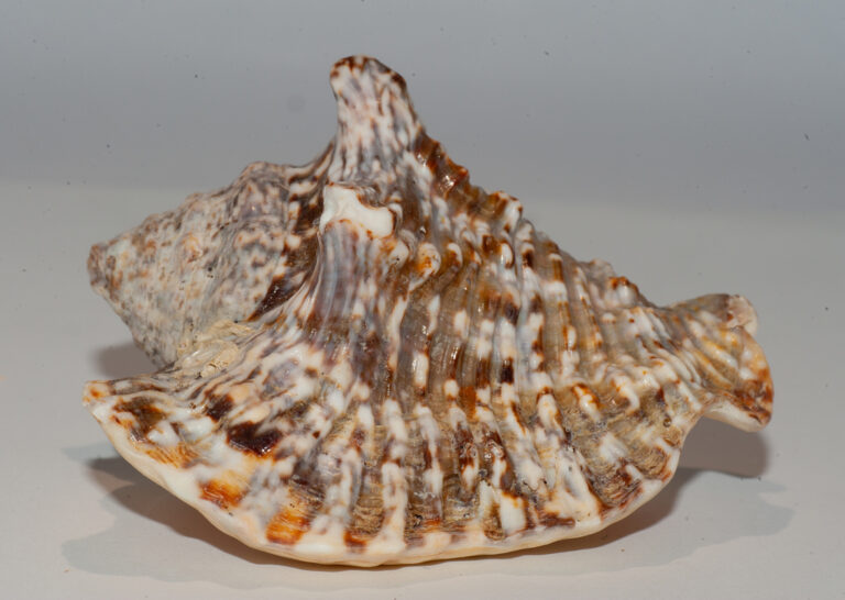 Conch Shells - Explore the Fascinating Biology of Conch Shells