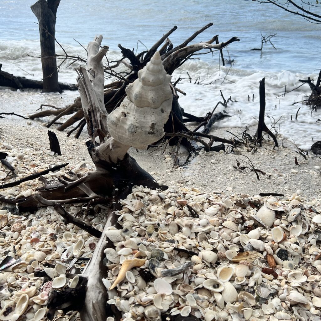 Conch Shells - Explore the Fascinating Biology of Conch Shells