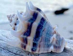 King's Crown Conch Shell on Marco Island