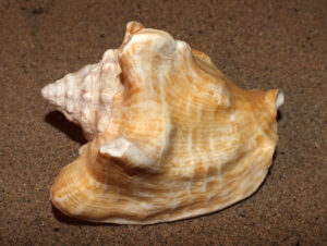 milk conch shell