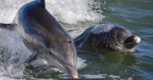 Dolphins playing behind the boat on our dolphins and shelling boat tour