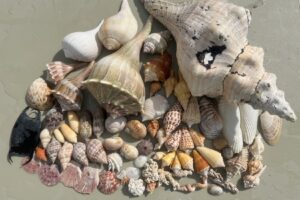 Collect amazing shells on 10000 islands shelling boat tours