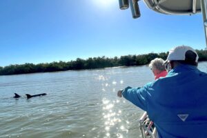 See dolphins on Goodland Boat Tours