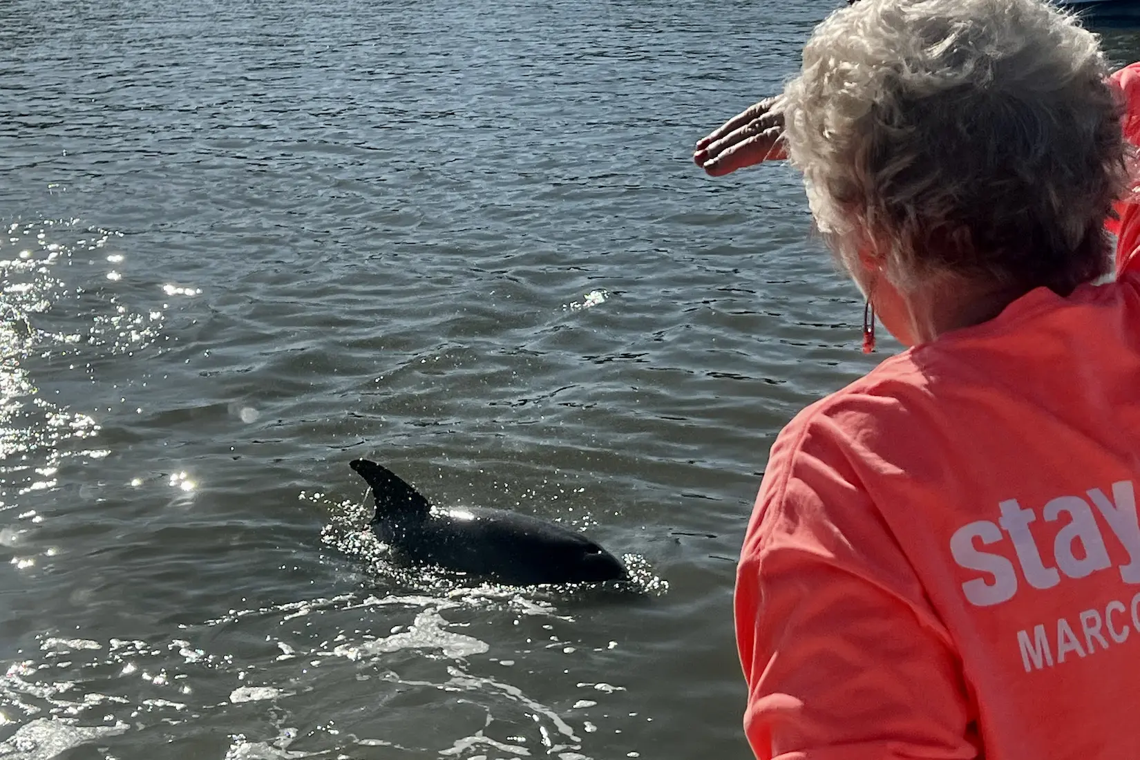 Watching dolphins near Marco Island