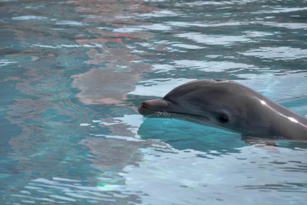 Dolphin looking at people on the boat tour