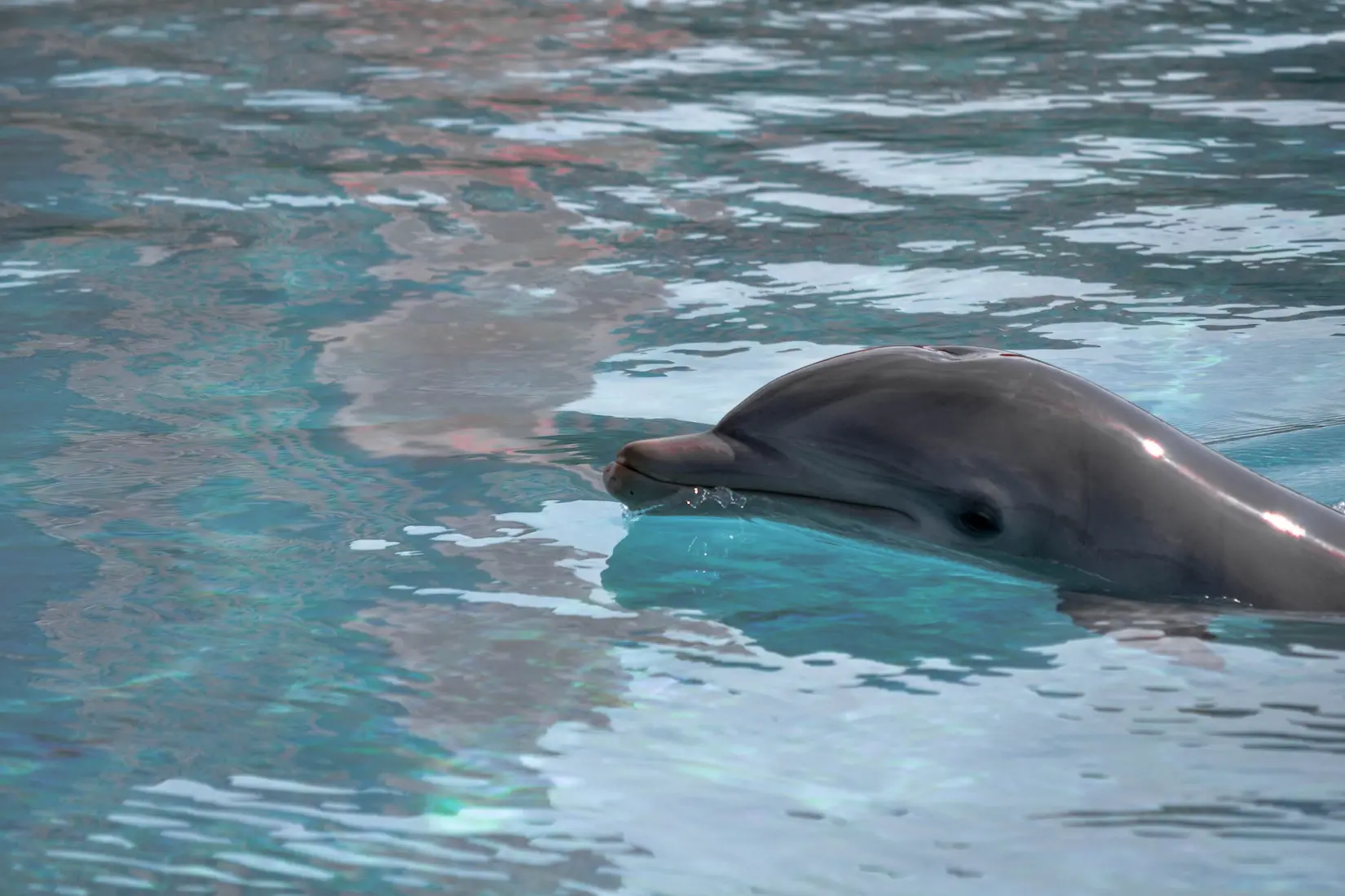 How Do Wild Dolphins Interact with Humans? Discover Here!