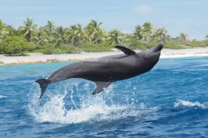 Interesting facts about dolphins include playfulness